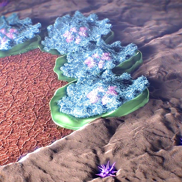 Bone Regeneration Animation