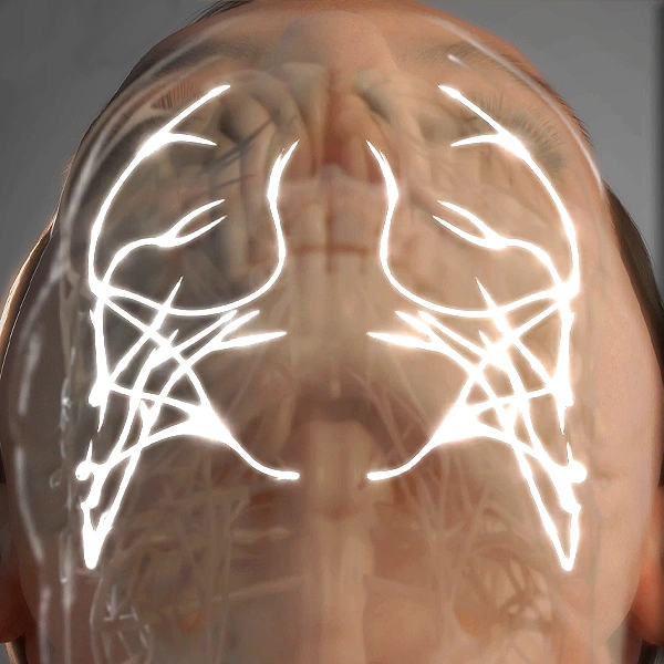 Cerebral Cortex Animation