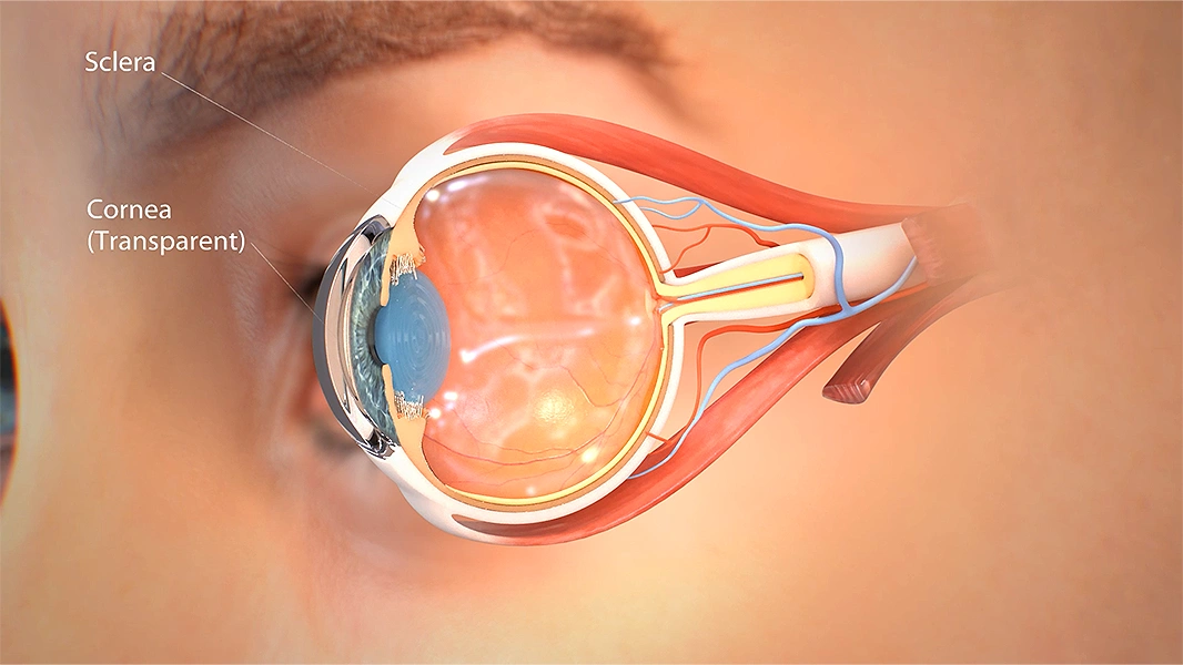 Human Eye Anatomy