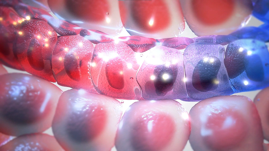 Human Respiratory System